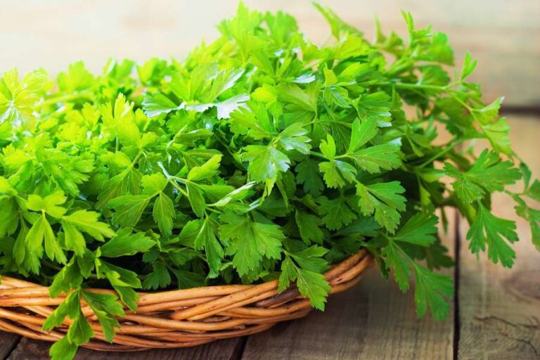 نقش گیاه جعفری در درمان واریس